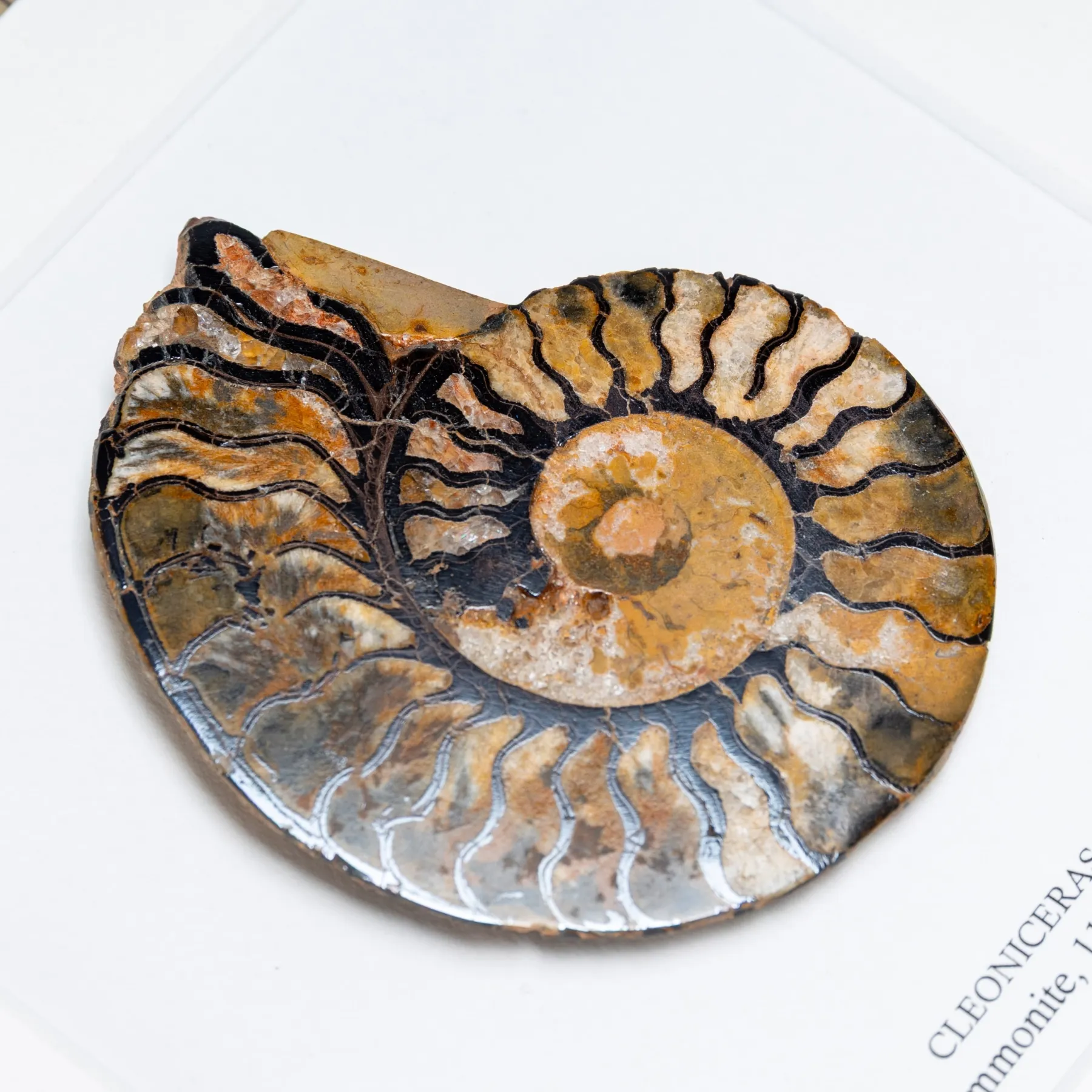 Minibeast Rare Hematite Ammonite In Box Frame (Cleoniceras sp)