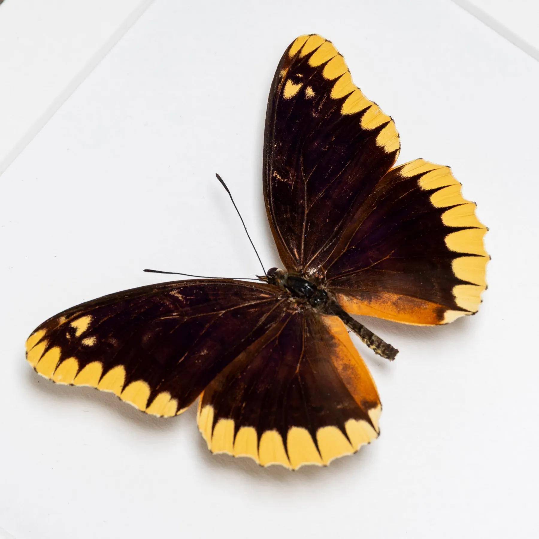 Rare Lacewing Butterfly In Box Frame (Cethosia leschenaultii) Minibeast Rare Lacewing Butterfly In Box Frame (Cethosia leschenaultii)