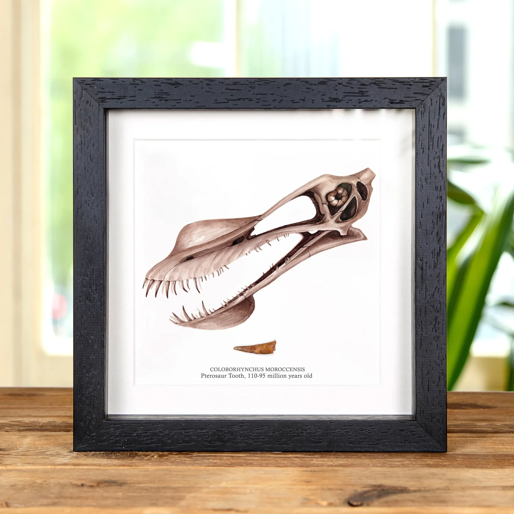 Minibeast Fósil de Diente de Dinosaurio Pterosaurio y Ilustración en marco vitrina (Coloborhynchus moroccensis)