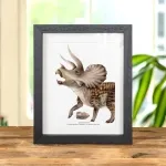 Minibeast Triceratops Bone Fragment with Illustration In Box Frame (Triceratops sp)