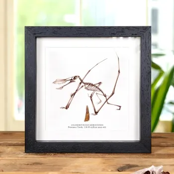 Pterosaur Dinosaur Tooth Fossil & Illustration in Box Frame (Coloborhynchus moroccensis)
