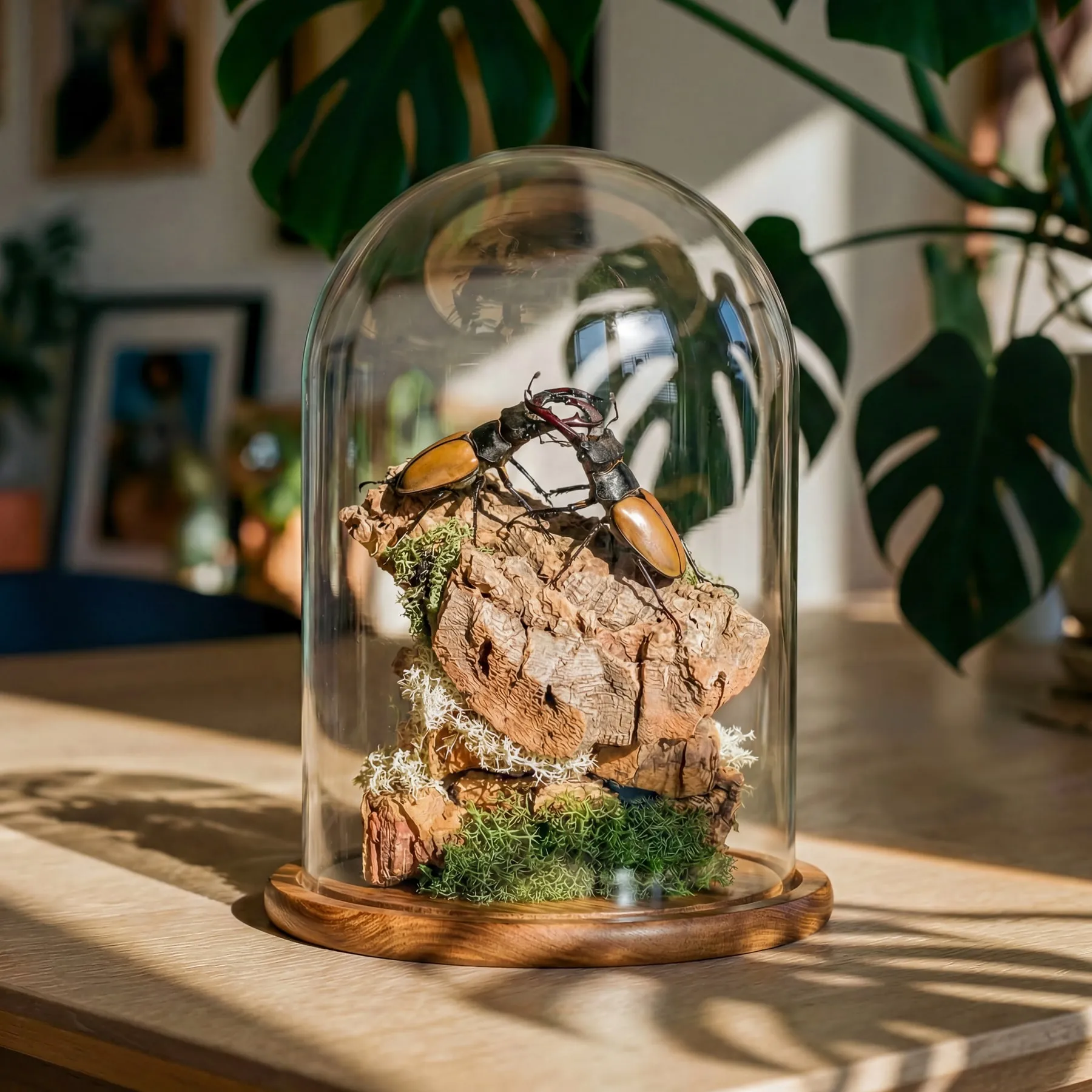 Stag Beetle In Still Life Dome (Odontolabis lacordairei)