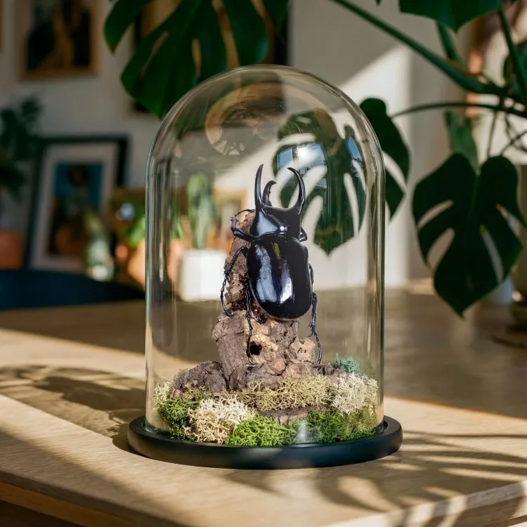 Huge Atlas Beetle In Glass Dome (Chalcosoma chiron belangeri)