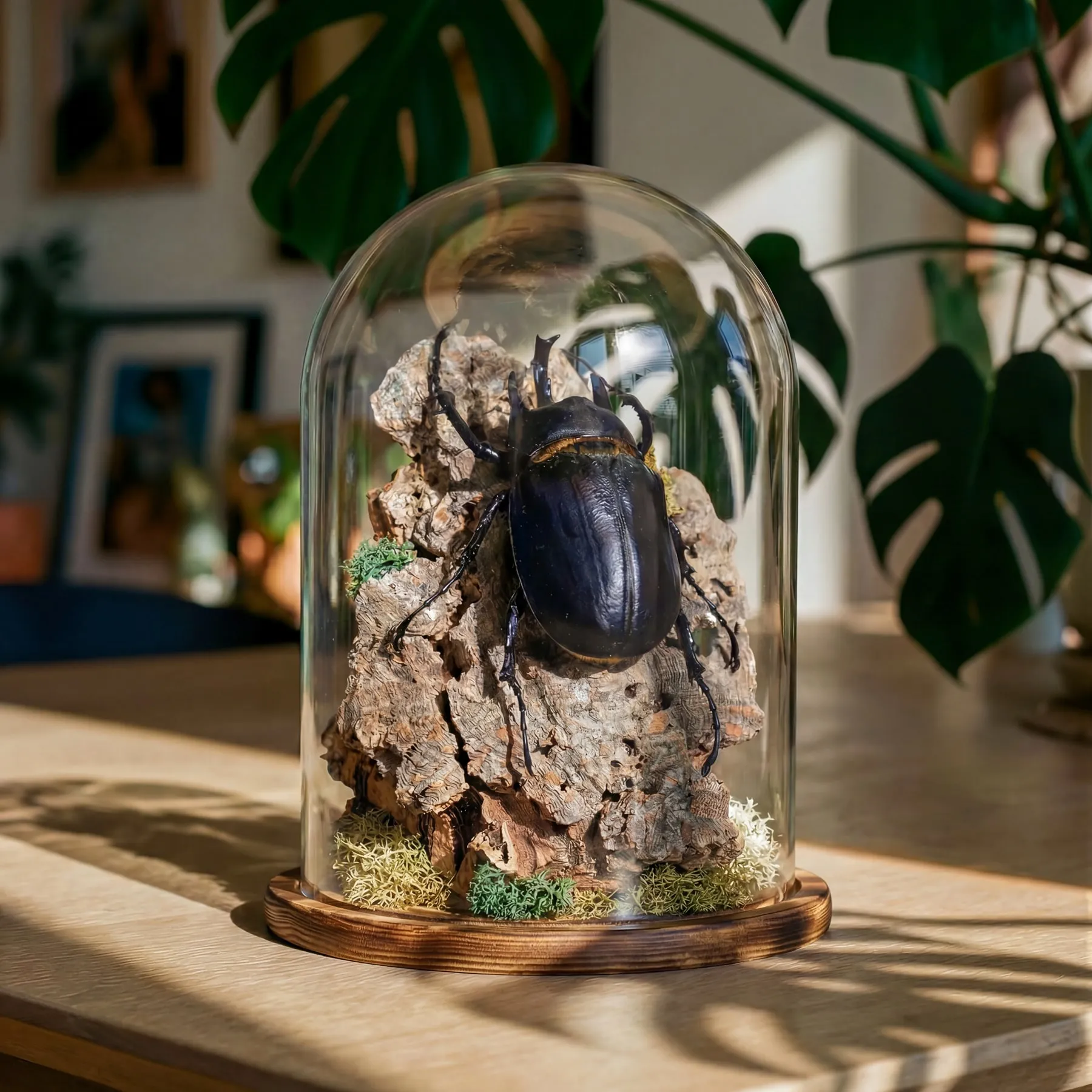 Black Rhinoceros Beetle Still Life In Glass Dome (Megasoma actaeon) Black Rhinoceros Beetle Still Life In Glass Dome (Megasoma actaeon)