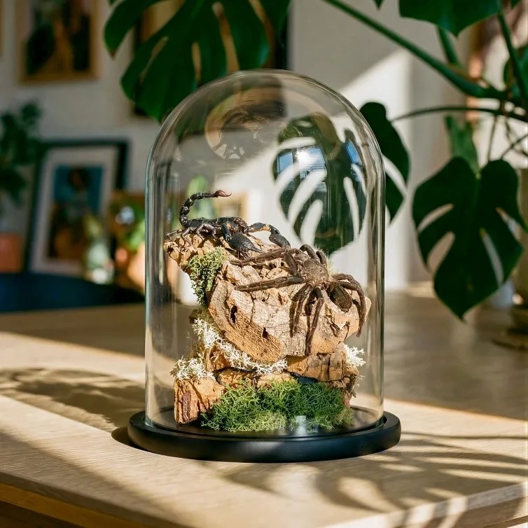 Fighting Scorpion & Tarantula In Still Life Glass Dome