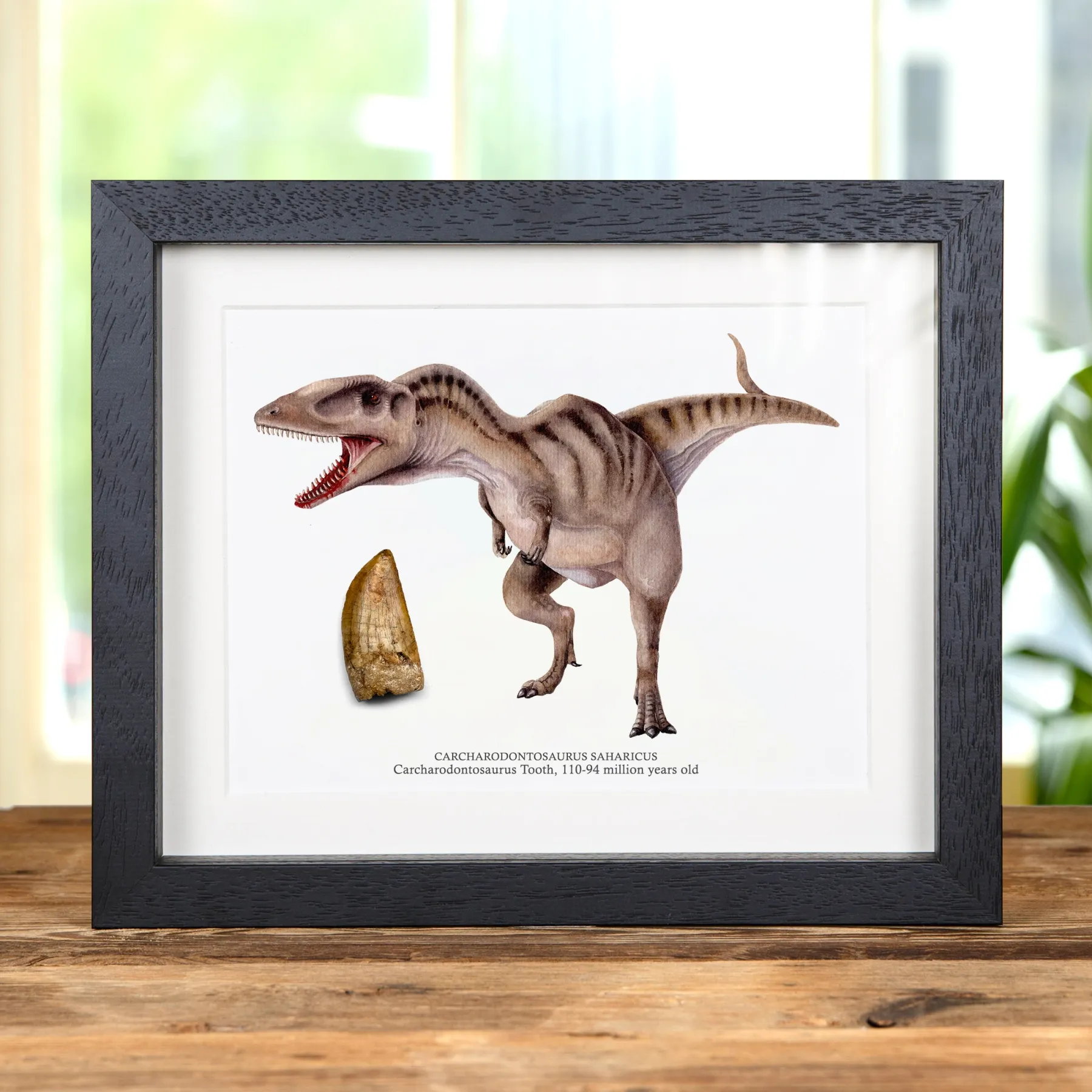 Carcharodontosaurus Dinosaur Tooth Fossil & Colour Illustration (Carcharodontosaurus saharicus) #2 Minibeast Carcharodontosaurus Dinosaur Tooth Fossil & Colour Illustration (Carcharodontosaurus saharicus) #2
