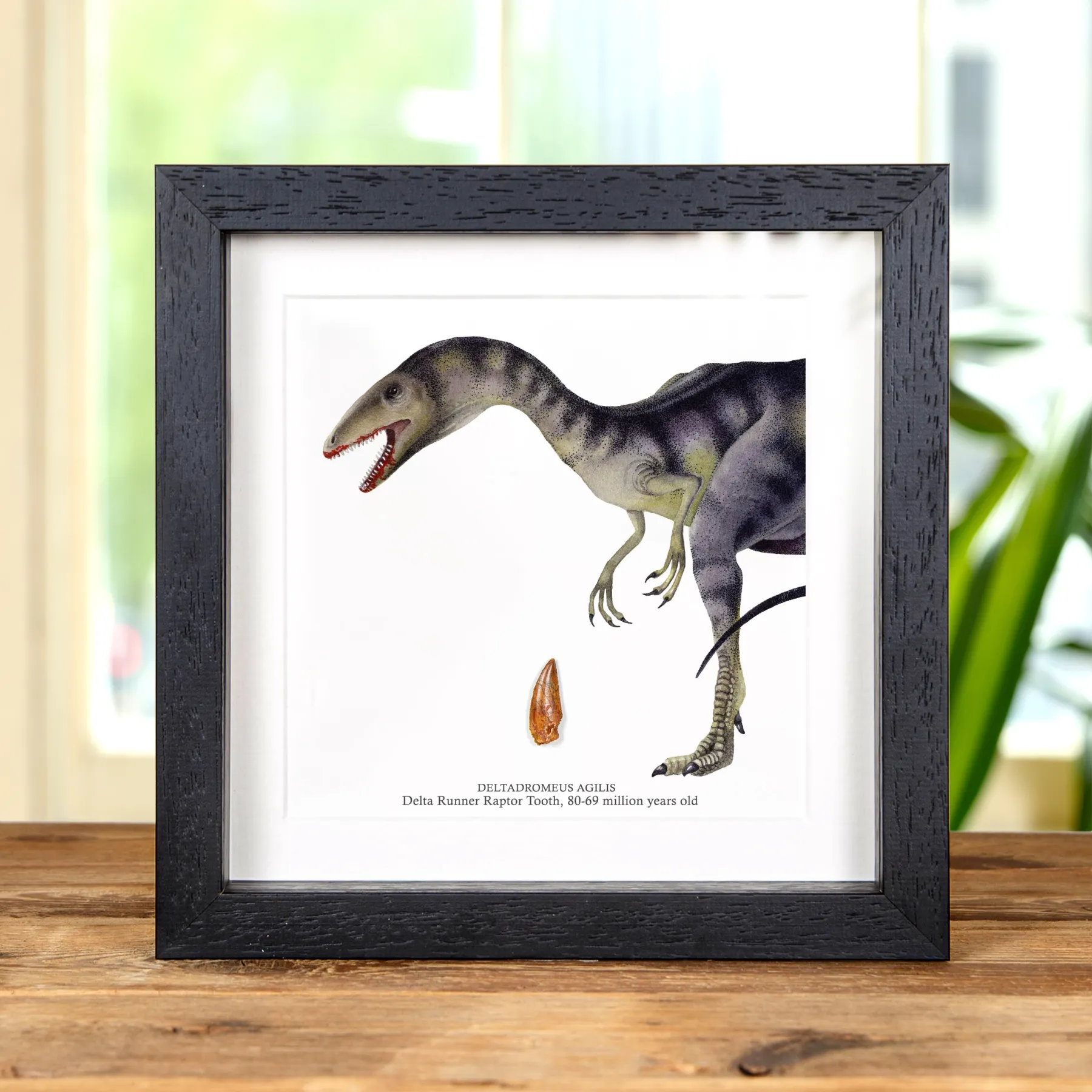 Minibeast Δόντι Απολιθώματος Δεινοσαύρου Delta Runner Raptor και Εικονογράφηση σε Κορνίζα (Deltadromeus agilis)