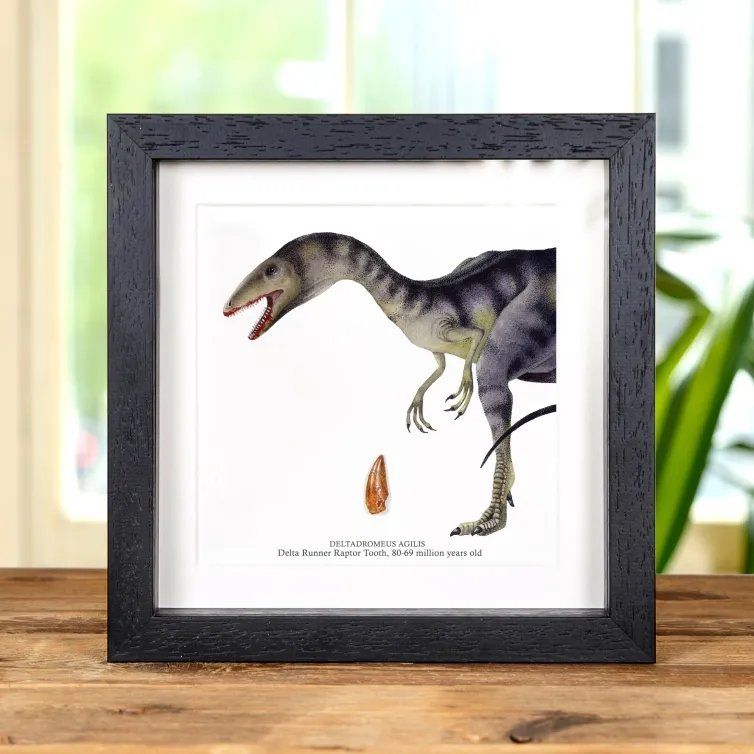 Delta Runner Raptor Dinosaur Tooth Fossil & Illustration in Box Frame (Deltadromeus agilis)