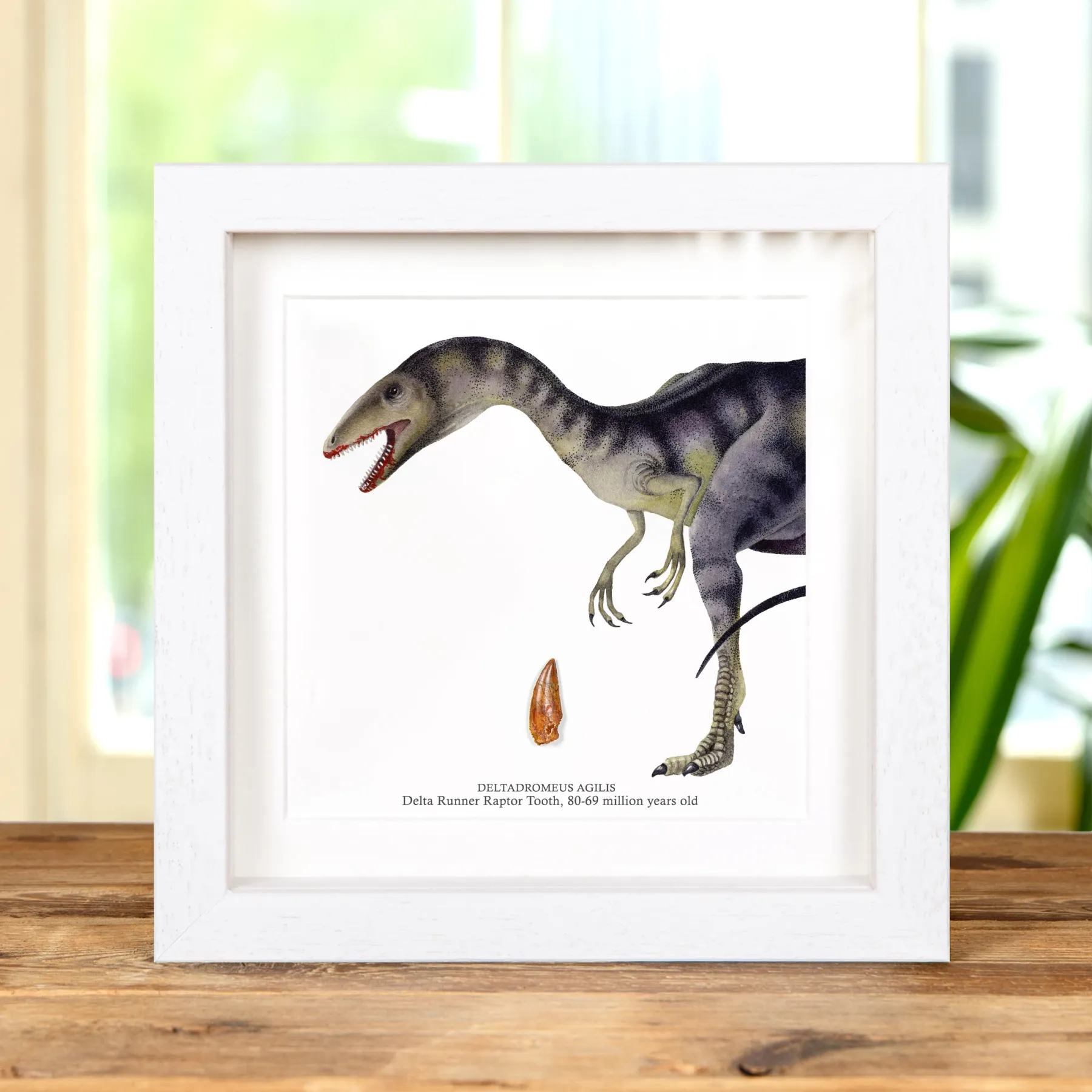 Minibeast Δόντι Απολιθώματος Δεινοσαύρου Delta Runner Raptor και Εικονογράφηση σε Κορνίζα (Deltadromeus agilis)