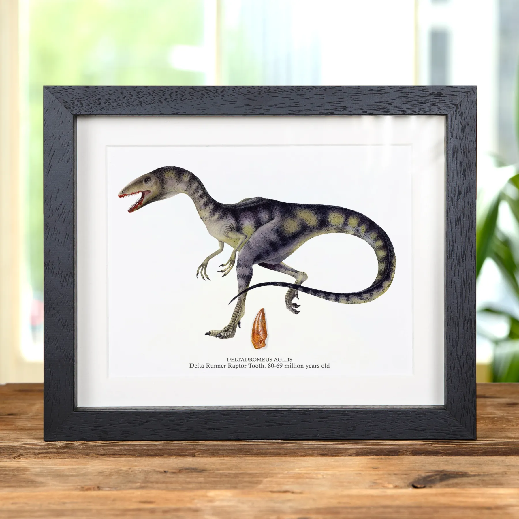 Minibeast Fossile de Dent de Dinosaure Delta Runner Raptor et Illustration dans un Cadre (Deltadromeus agilis) #2