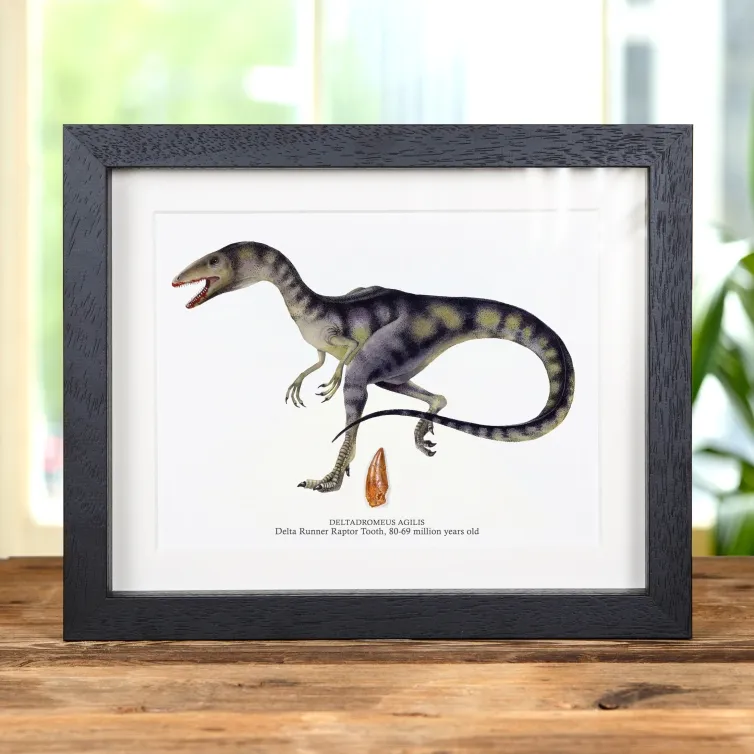 Delta Runner Raptor Dinosaur Tooth Fossil & Illustration in Box Frame (Deltadromeus agilis) #2