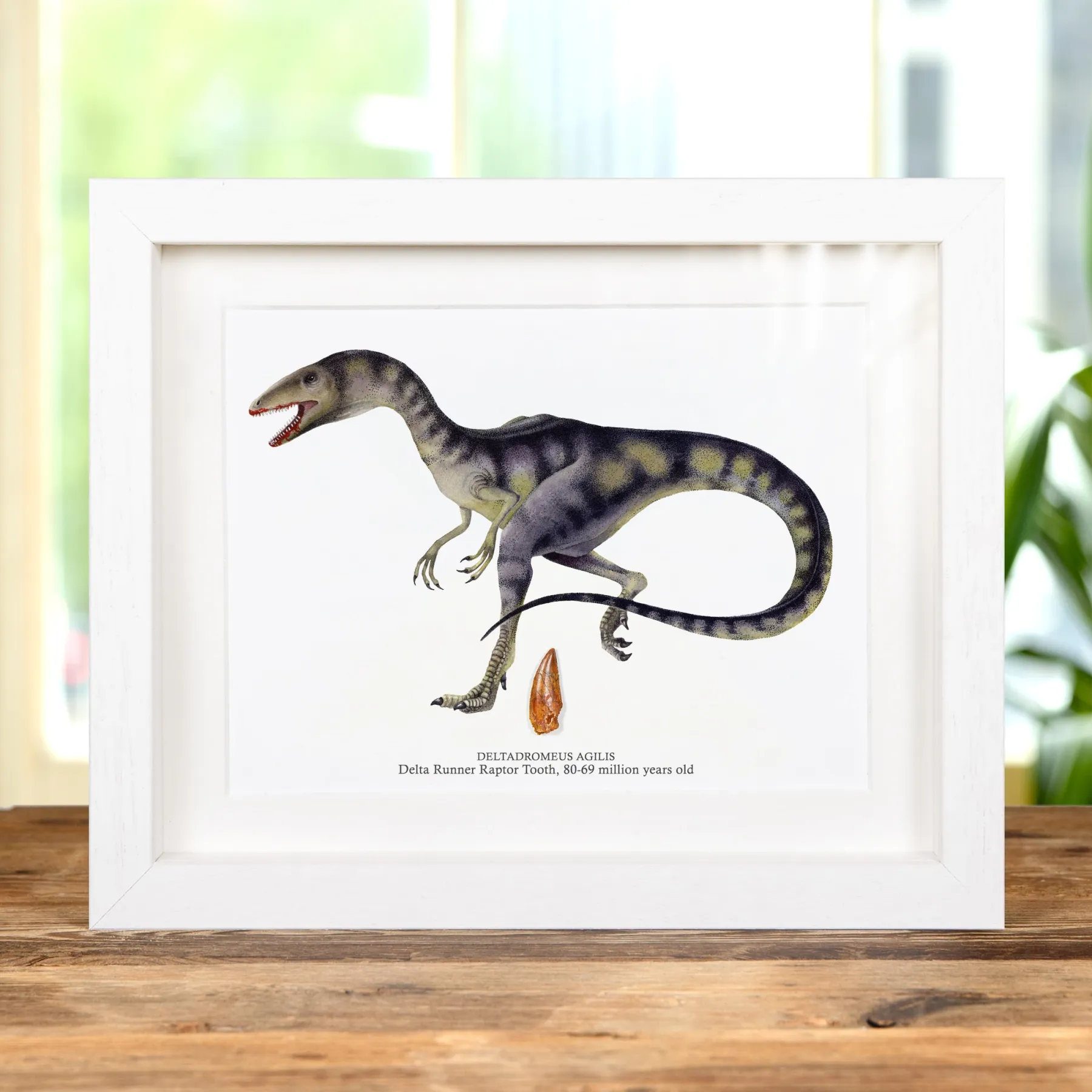 Minibeast Fossile de Dent de Dinosaure Delta Runner Raptor et Illustration dans un Cadre (Deltadromeus agilis) #2