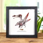 Minibeast Pterosaur Dinosaur Tooth & Colour Illustration (Coloborhynchus moroccensis)