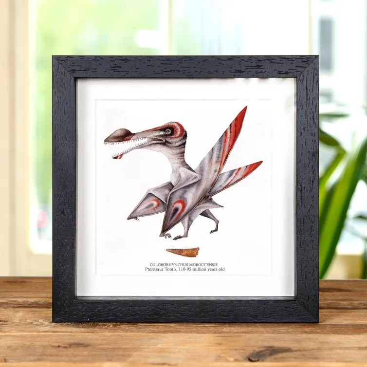 Pterosaur Dinosaur Tooth & Colour Illustration (Coloborhynchus moroccensis)