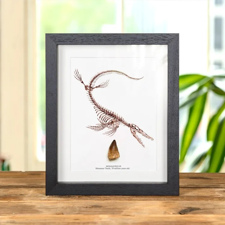 Mosasaur Dinosaur Tooth Fossil & Illustration (Mosasauridae sp)