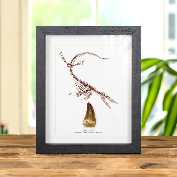 Large Mosasaur Dinosaur Tooth Fossil & Illustration (Mosasauridae sp)