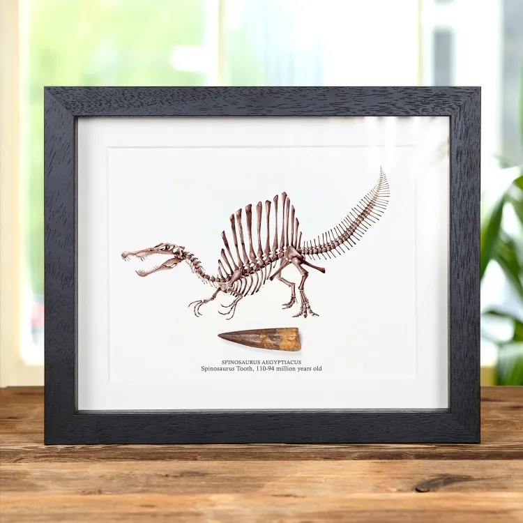 Spinosaurus Dinosaur Illustration & Tooth Fossil (Spinosaurus aegyptiacus) #2