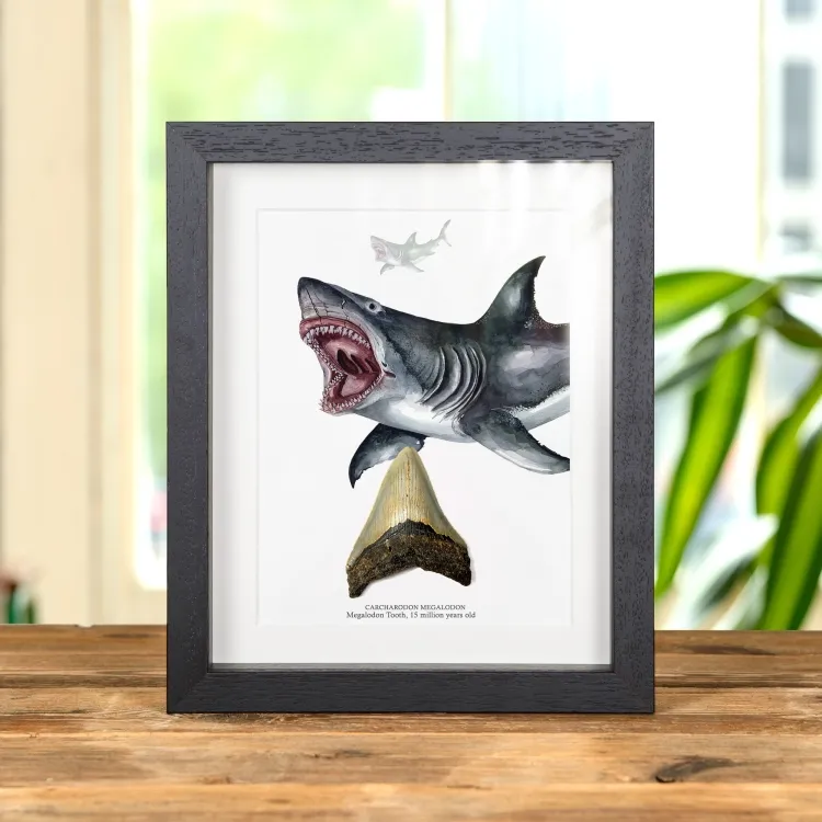 3 inch Megalodon Shark Tooth & Close up Illustration (Carcharodon megalodon) Fossil In Box Frame