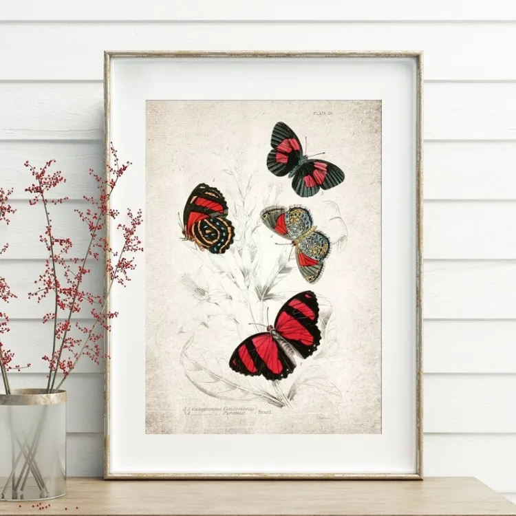 Vintage Entomology Giclee Print (Catagramma Conomanus 1835)