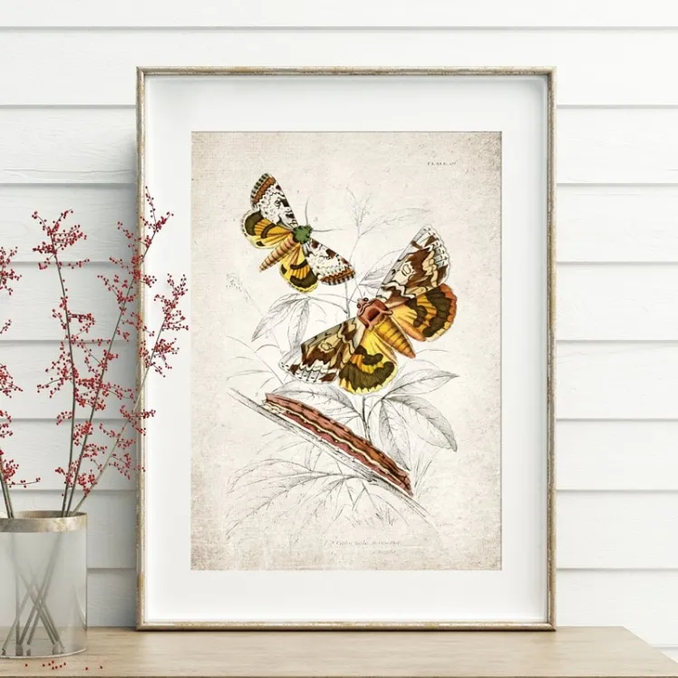 Vintage Entomology Giclee Print (Catochala neogama 1835)