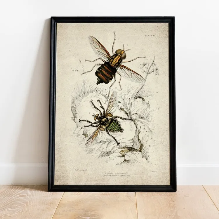 Vintage Entomology Giclee Print (Asilus abdominalis 1835)