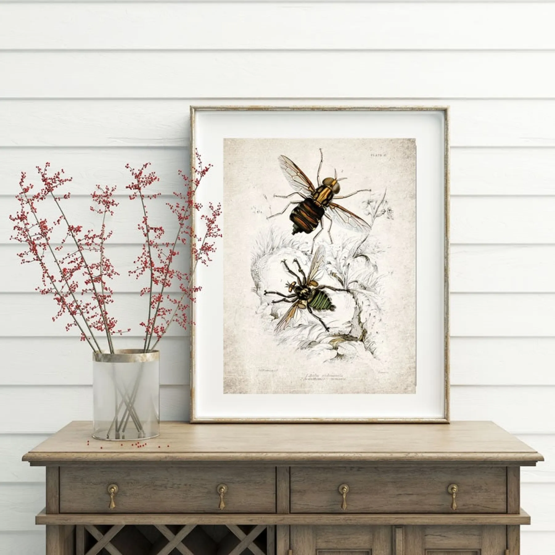 Minibeast Historische Entomologie Giclée-Druck (Asilus Abdominalis 1835)
