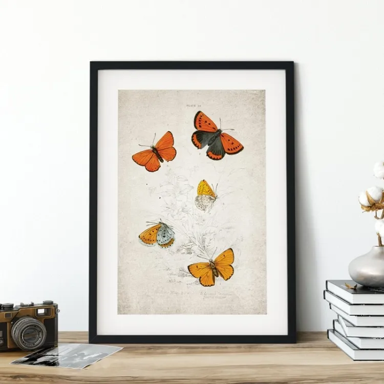 Vintage Entomology Giclee Print (Lycaena dispar 1835)