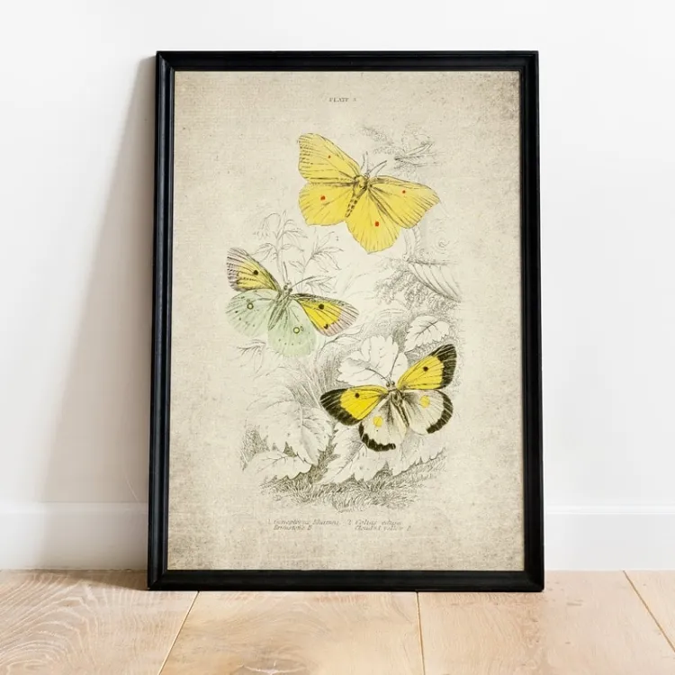 Vintage Entomology Giclee Print (Gonepteryx rhamni 1835)