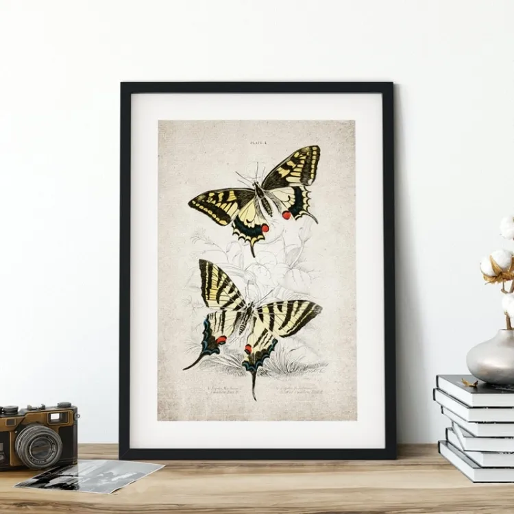 Vintage Entomology Giclee Print (Papilio machaon 1835)