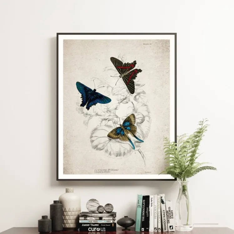 Vintage Entomology Giclee Print (Erycina melibaeus 1835)