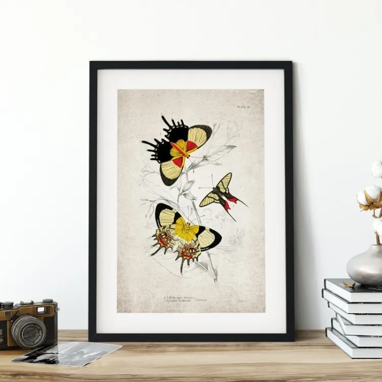 Vintage Entomology Giclee Print (Erycina octavius 1835)