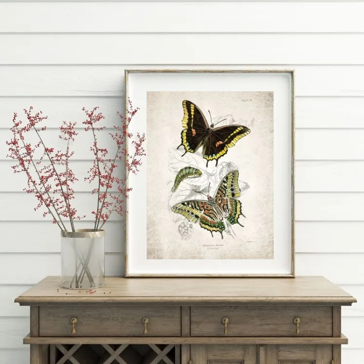 Vintage Entomology Giclee Print (Charaxes jasius 1835)