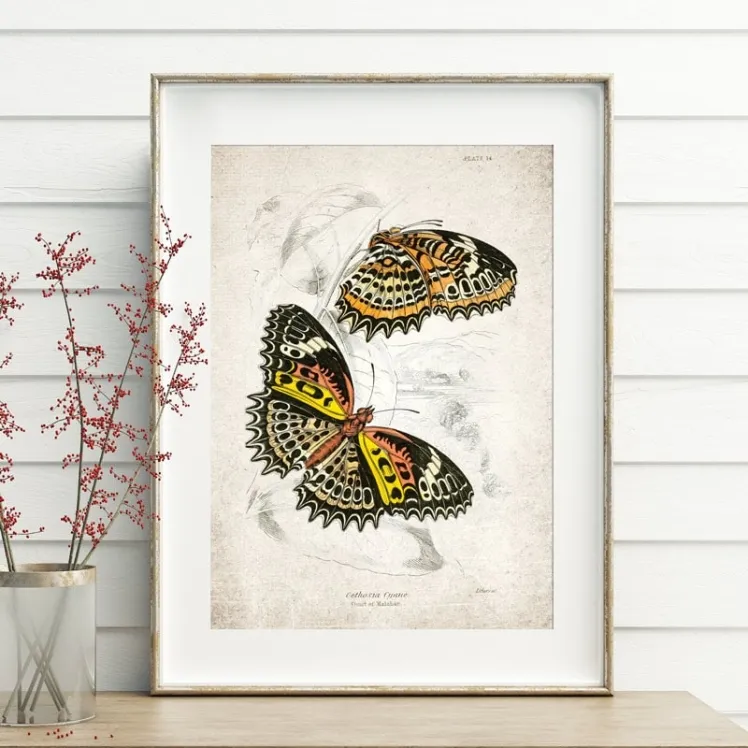 Vintage Entomology Giclee Print (Cethosia cyane 1835)