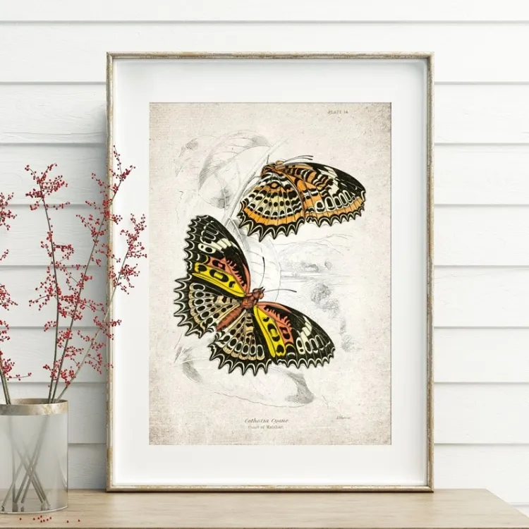 Vintage Entomology Giclee Print (Cethosia cyane 1835)