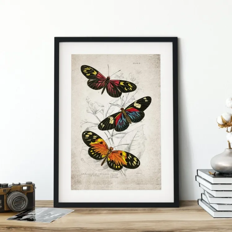 Vintage Entomology Giclee Print (Heliconia erato 1835)