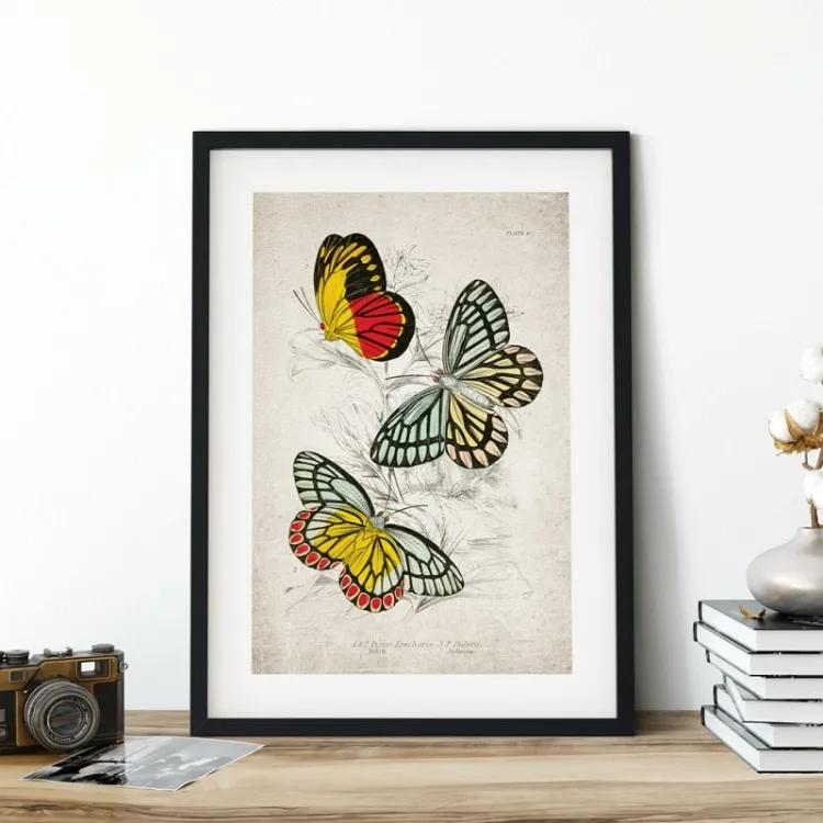 Vintage Entomology Giclee Print (Piers Epicharis 1835)