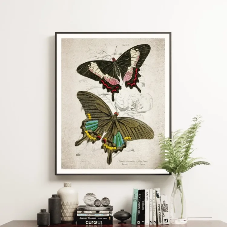 Vintage Entomology εκτύπωση giclée (Papilio Ascanius 1835)