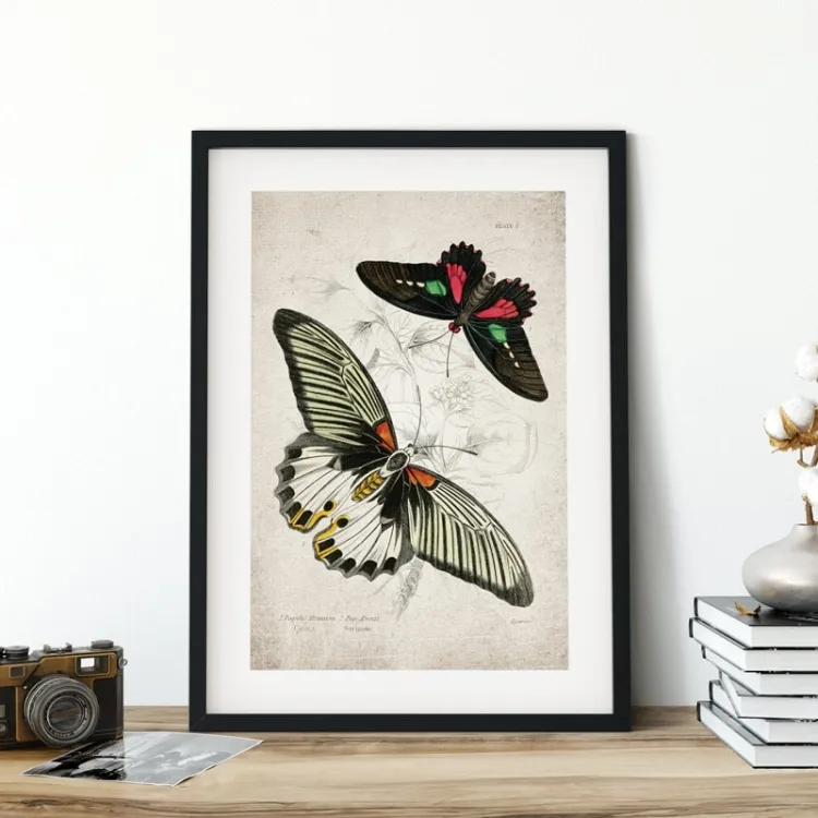 Vintage Entomology Giclee Print (Papilio memnon 1835)