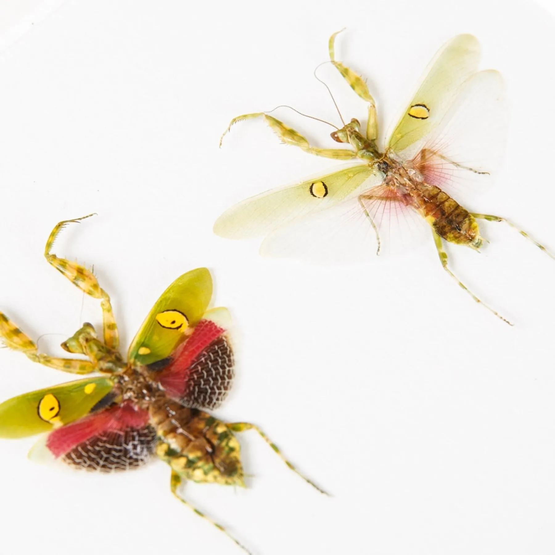 Jewelled Flower Mantis Male & Female Pair In Box Frame (Creobroter gemmatus)