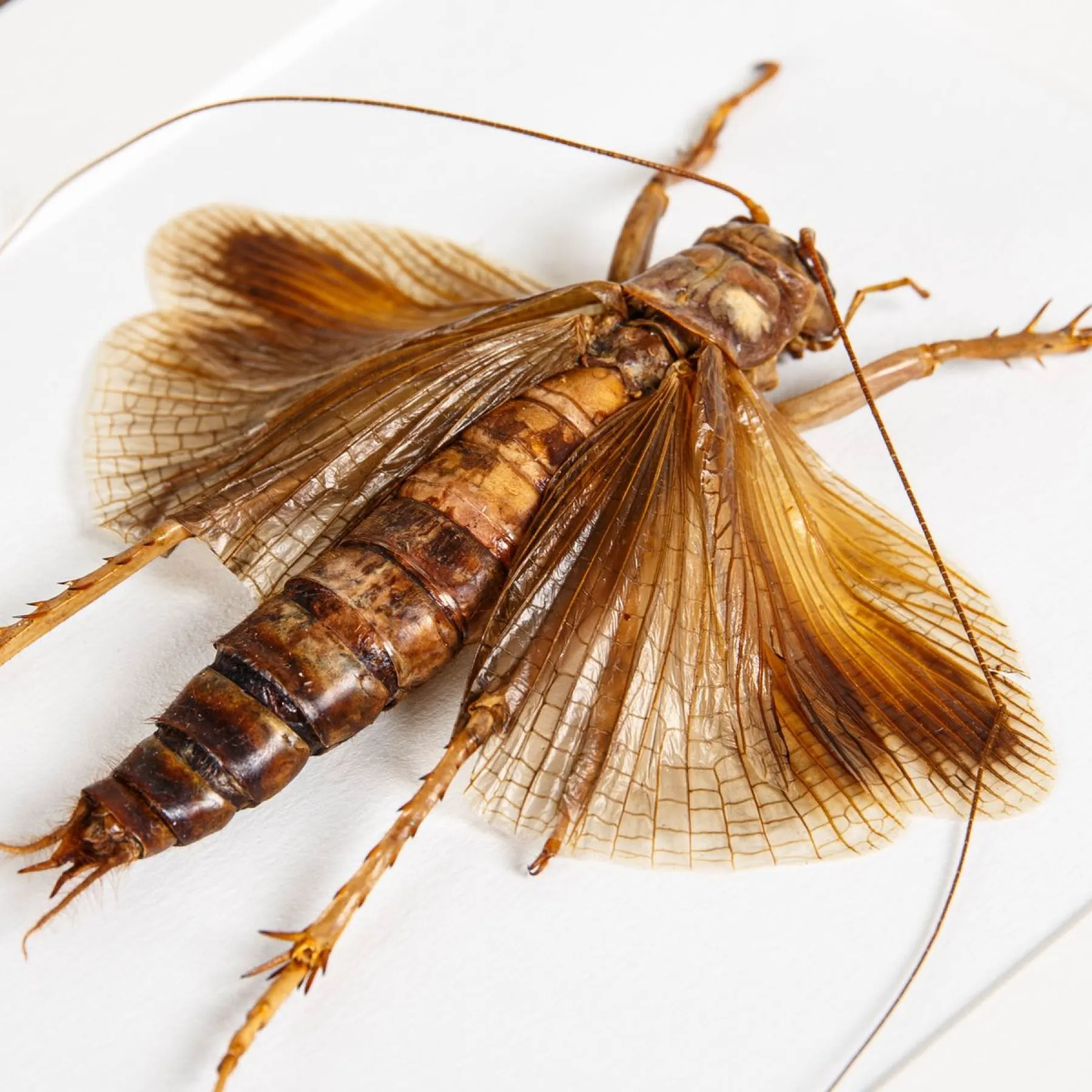 Minibeast Monster Predatory Obake Raspy Cricket In Box Frame (Sia ferox)