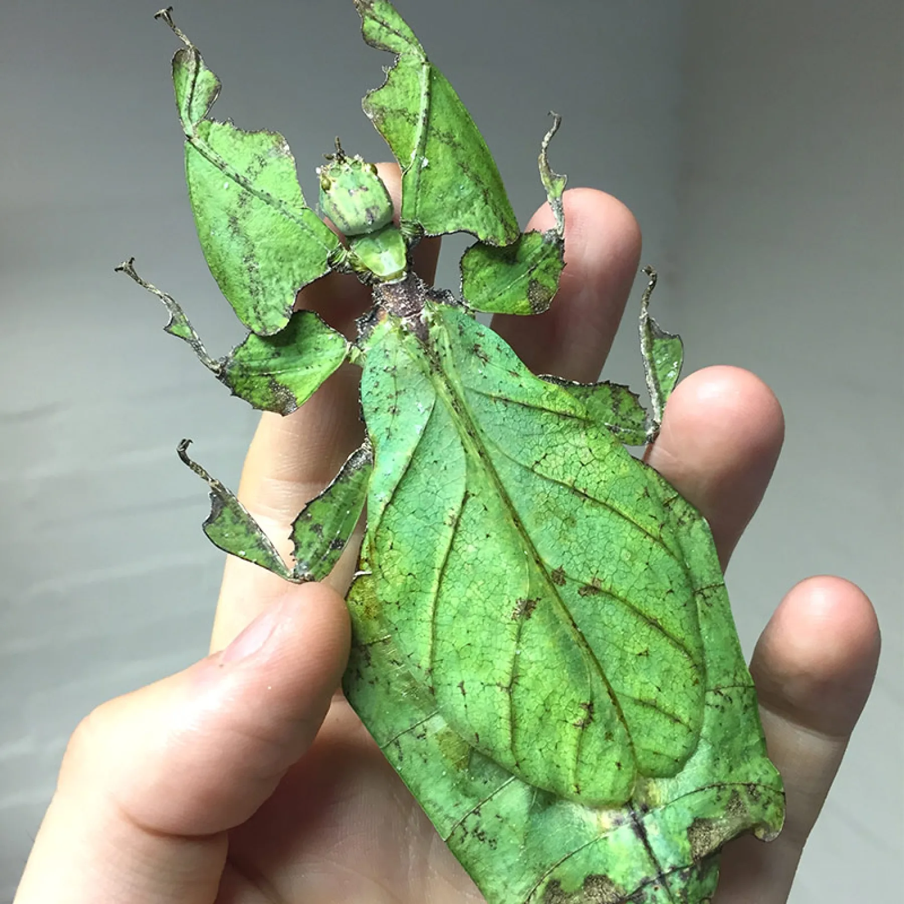 Giant Leaf Insect In Box Frame (Phyllium giganteum) Minibeast Giant Leaf Insect In Box Frame (Phyllium giganteum)