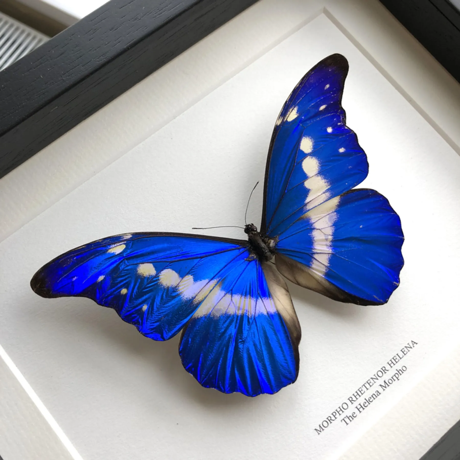 Minibeast Helena Morpho Butterfly In Box Frame (Morpho rhetenor helena)