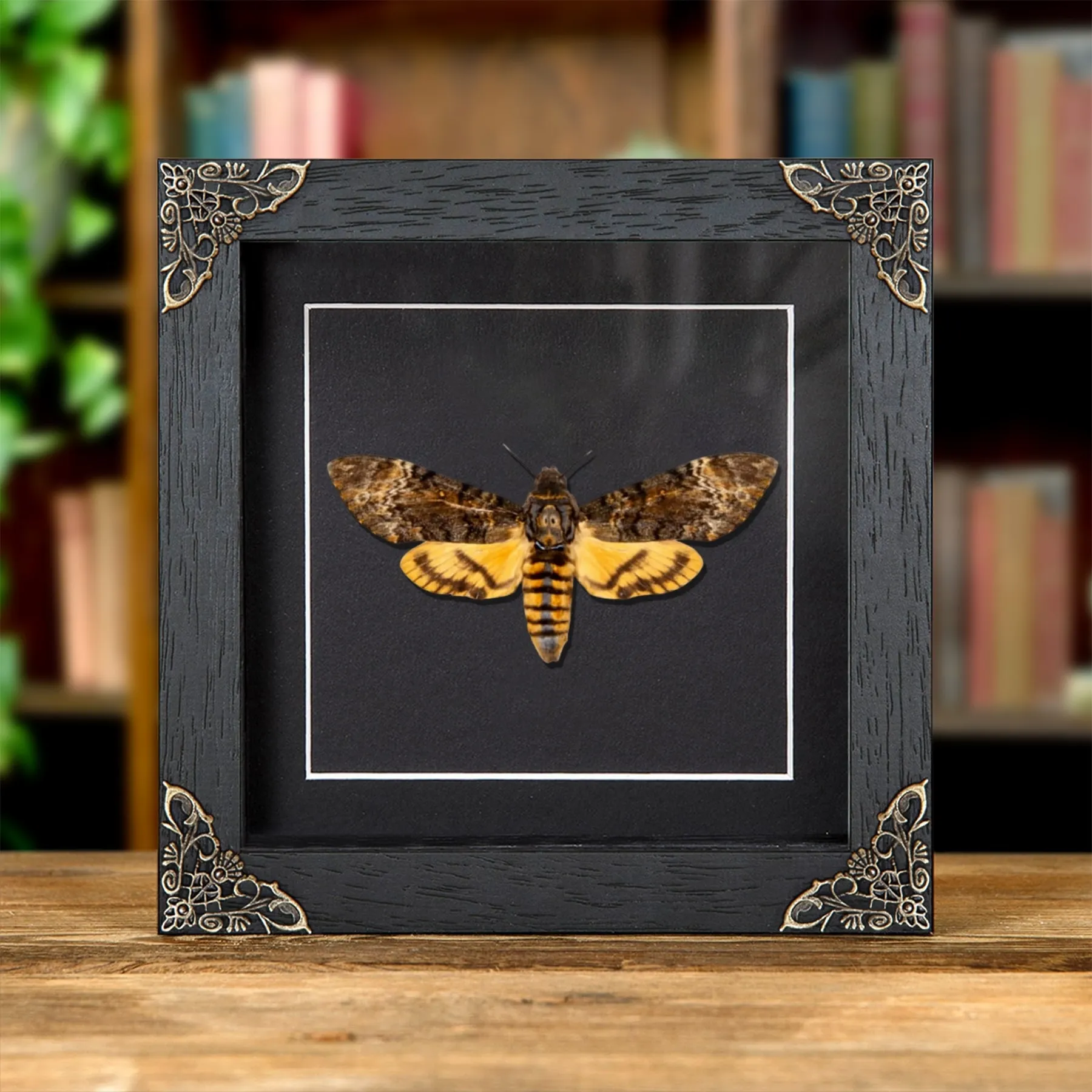 Minibeast Doodshoofd Nachtvlinder Stilte van de Lammeren in Barokstijl Lijst (Acherontia styx)
