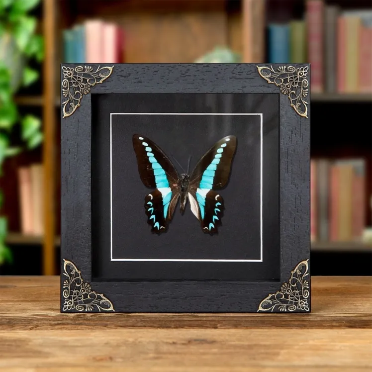 Milons Swallowtail Butterfly In Baroque Style Frame (Graphium milon)