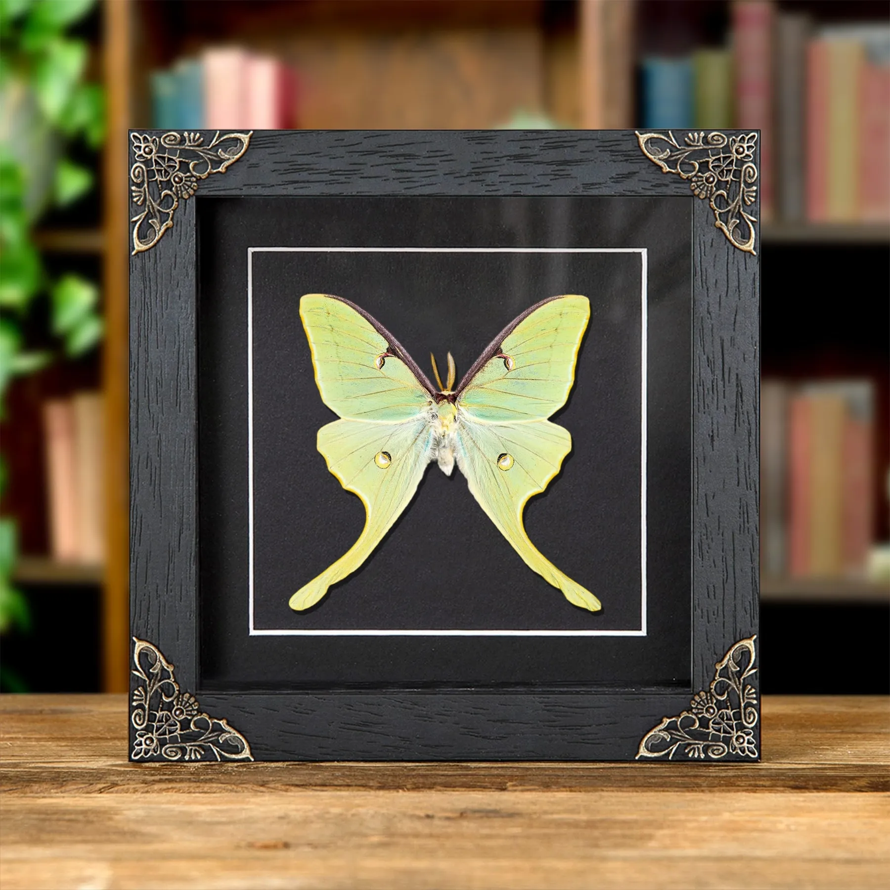 Minibeast The Luna Moth In Baroque Style Frame (Actias luna)