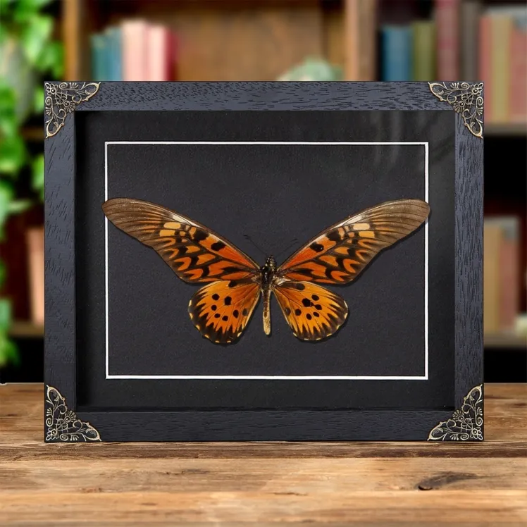Giant African Swallowtail Butterfly In Baroque Style Frame (Papilio antimachus)