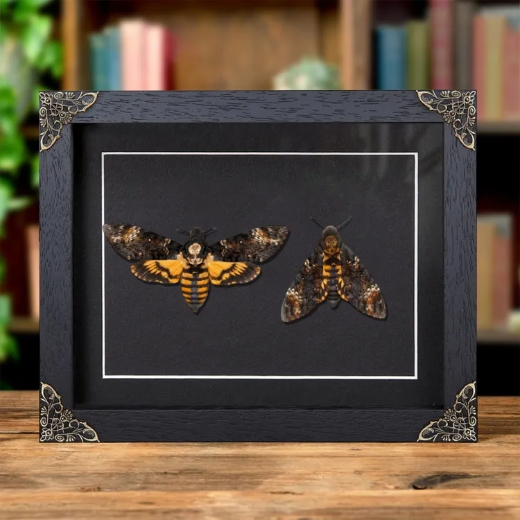 Death's Head Hawk Moth Pair In Baroque Style Frame (Acherontia atropos)
