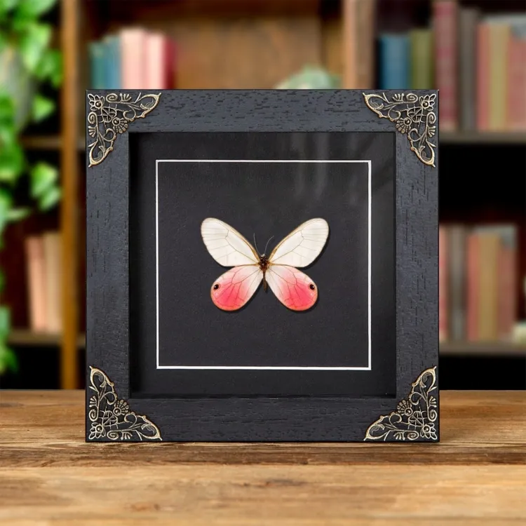 The Blushing Phantom Butterfly In Baroque Style Frame (Cithaerias pireta)