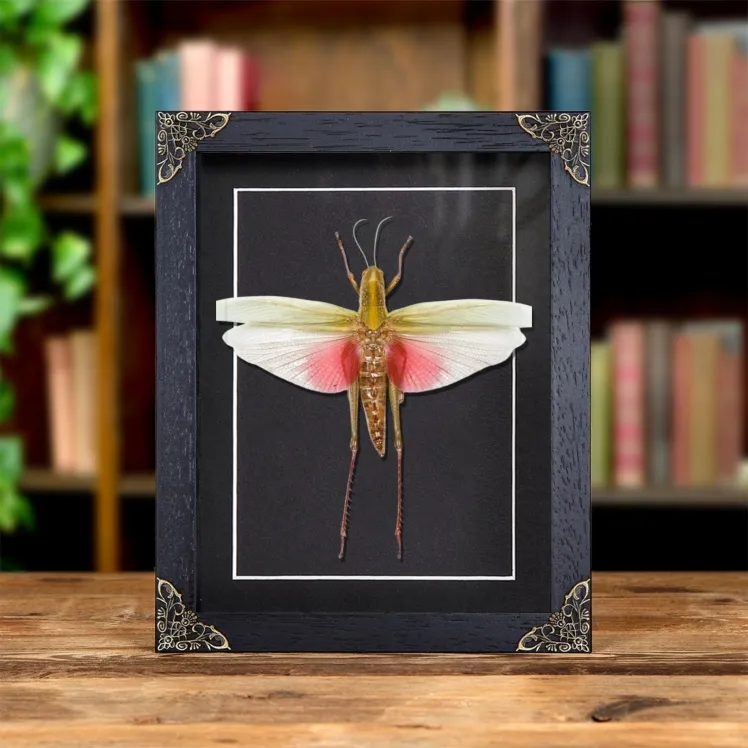 Female Chondracris Rosea In Baroque Style Frame from Thailand