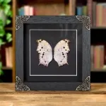 Minibeast Forest Mother-Of-Pearl Butterfly In Baroque Style Frame (Salamis parhassus)